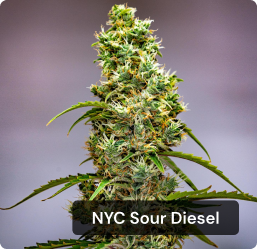 NYS Sour Diesel